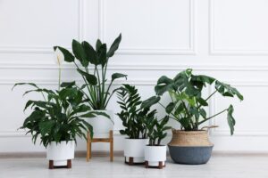Best Indoor Plants For Beginners The Honest, Practical Guide To Easy-Care Plants That Actually Thrive In Your Home Without Constant Attention